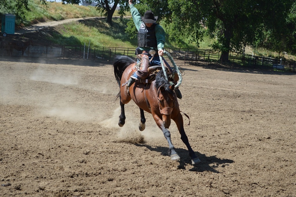 Horse training session with handler in an equestrian arena